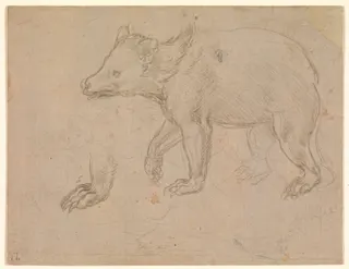 Leonardo da Vinci: A Bear Walking